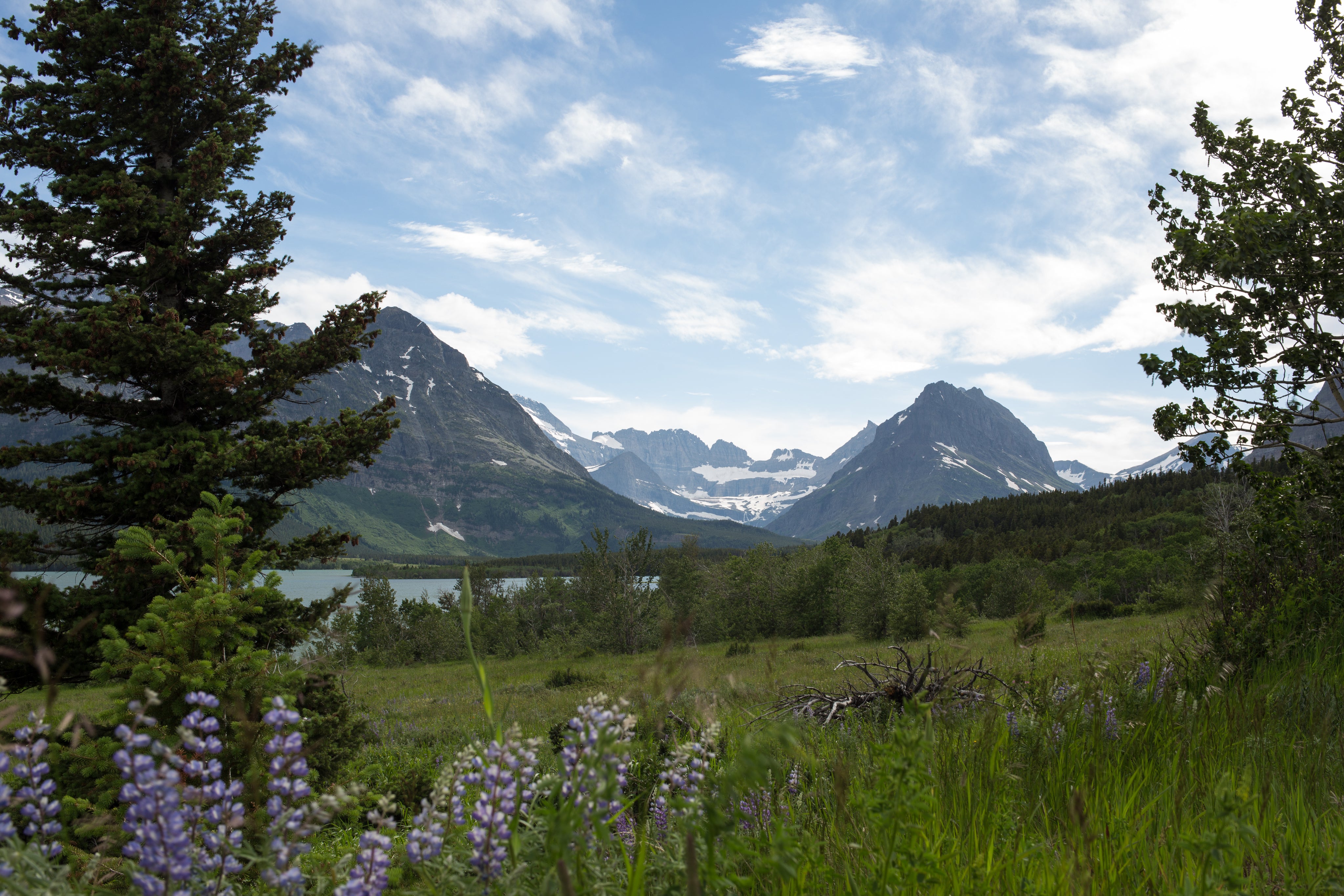 Scenic mountain landscape in Glacier National Park with wildflowers in foreground, evergreen trees, snow-capped peaks, and alpine meadows under a blue sky—perfect for hiking, outdoor adventure, and national park travel inspiration