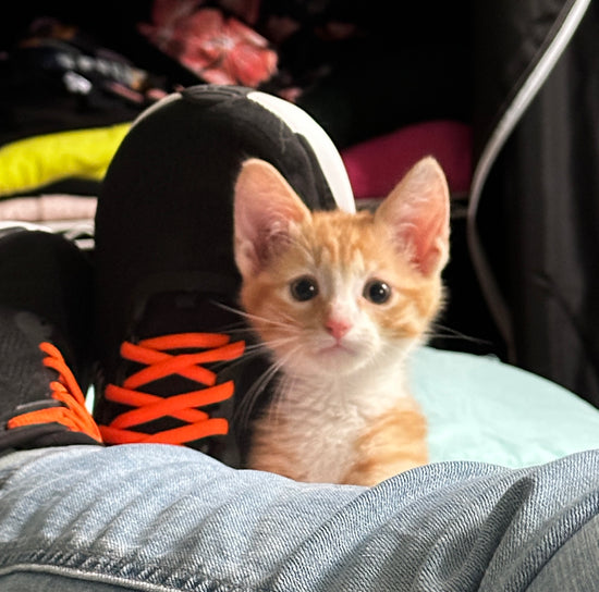 Bingo, the kitten, with curious expression, sitting my Mom's feet.