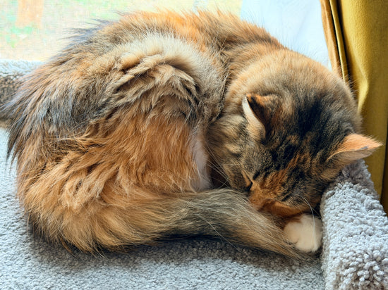 Lily the cat resting by the window.