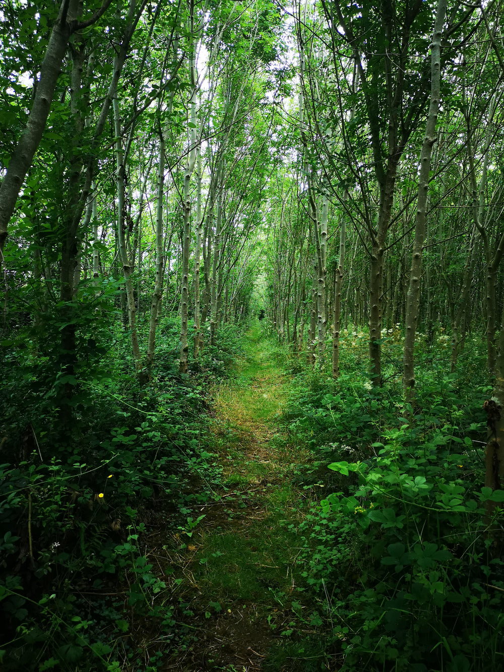 A lush, green area in the middle of the forest.