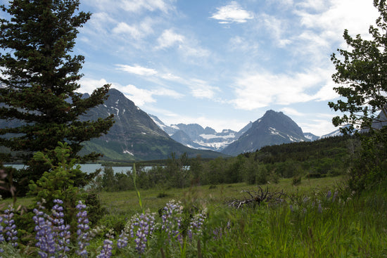 Scenic mountain landscape in Glacier National Park with wildflowers in foreground, evergreen trees, snow-capped peaks, and alpine meadows under a blue sky—perfect for hiking, outdoor adventure, and national park travel inspiration